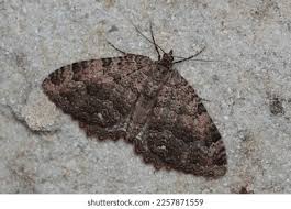 Attēlu rezultāti vaicājumam “Triphosa dubitata”