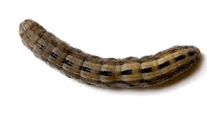 Attēlu rezultāti vaicājumam “Thalpophila matura”