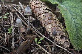 Attēlu rezultāti vaicājumam “Mycena amicta”