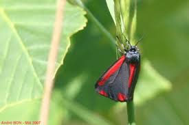 Attēlu rezultāti vaicājumam “Nithecus jacobaeae”