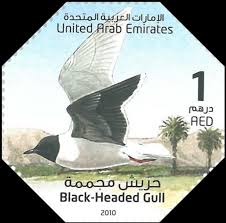 Attēlu rezultāti vaicājumam “Larus minutus”