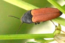 Attēlu rezultāti vaicājumam “Ampedus pomorum”