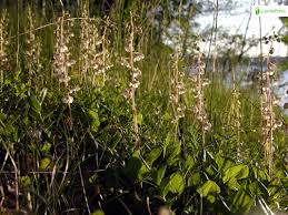 Attēlu rezultāti vaicājumam “Pyrola rotundifolia fruit”
