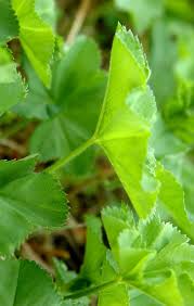 Attēlu rezultāti vaicājumam “Alchemilla subcrenata”