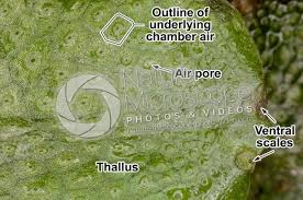 Attēlu rezultāti vaicājumam “Conocephalum conicum”