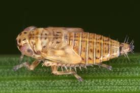 Attēlu rezultāti vaicājumam “Macrosteles nymph”