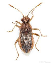 Attēlu rezultāti vaicājumam “Rhopalus maculatus”