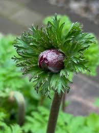 Attēlu rezultāti vaicājumam “Anemone nemorosa bud”