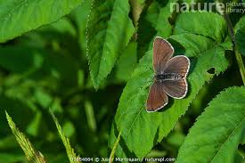 Attēlu rezultāti vaicājumam “Agrodiaetus amandus”