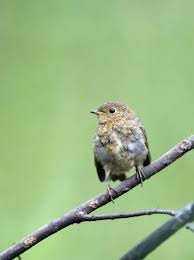 Attēlu rezultāti vaicājumam “Erithacus rubecula juvenile”