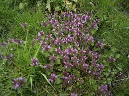 Attēlu rezultāti vaicājumam “Lamium purpureum”