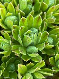 Attēlu rezultāti vaicājumam “Crassulaceae”