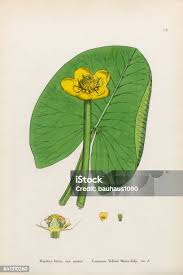 Attēlu rezultāti vaicājumam “Nuphar lutea”