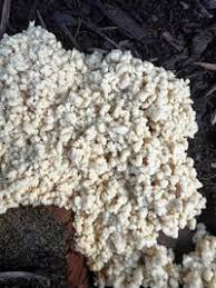 Attēlu rezultāti vaicājumam “Brefeldia maxima”