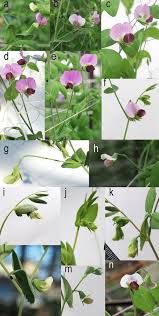 Attēlu rezultāti vaicājumam “Pisum sativum flower”