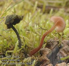 Attēlu rezultāti vaicājumam “Auriscalpium vulgare”