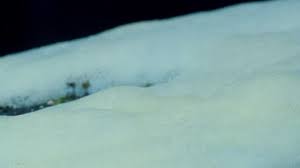 Attēlu rezultāti vaicājumam “Ceratiomyxa porioides plasmodium”