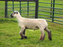 Image result for Shrivenham Smallbore Club