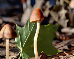 Attēlu rezultāti vaicājumam “fungi”