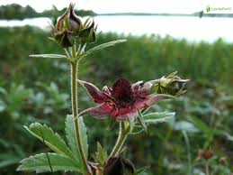 Attēlu rezultāti vaicājumam “Comarum palustre fruit”