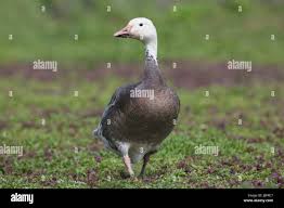 Image result for Anser caerulescens
