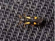 Attēlu rezultāti vaicājumam “Dryophilocoris flavoquadrimaculatus imago”