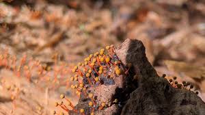 Attēlu rezultāti vaicājumam “Physarum psittacinum stalked”