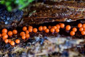 Attēlu rezultāti vaicājumam “Hemitrichia sp.”