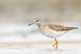 Attēlu rezultāti vaicājumam “Tringa glareola adult”