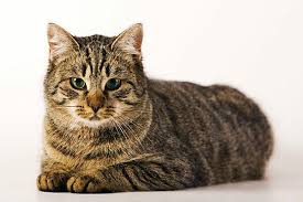 Attēlu rezultāti vaicājumam “Felis silvestris catus”