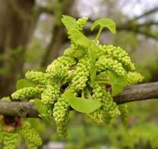 Attēlu rezultāti vaicājumam “Ginkgo biloba male flower”