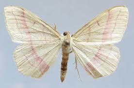 Attēlu rezultāti vaicājumam “Rhodostrophia vibicaria”