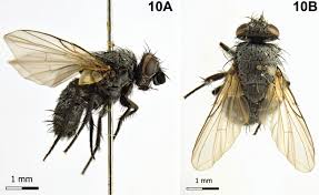 Attēlu rezultāti vaicājumam “Tachinidae”