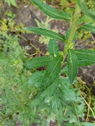 Image result for Oenothera biennis