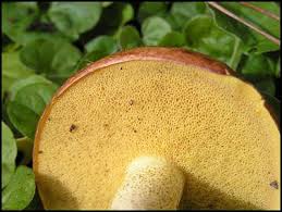 Attēlu rezultāti vaicājumam “Suillus granulatus”
