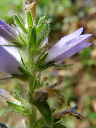 Attēlu rezultāti vaicājumam “Campanula cervicaria flower”
