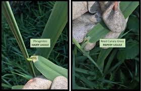Attēlu rezultāti vaicājumam “Phragmites communis leaf”