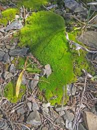 Attēlu rezultāti vaicājumam “Ceratodon purpureus”