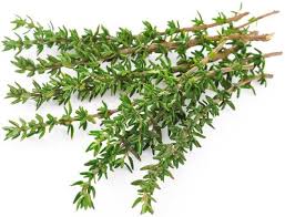 Attēlu rezultāti vaicājumam “Thymus serpyllum leaf”