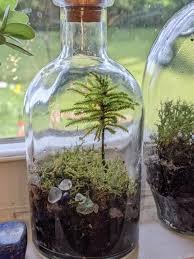 Attēlu rezultāti vaicājumam “Climacium dendroides”