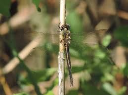 Attēlu rezultāti vaicājumam “Thecabius affinis imago”