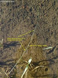 Attēlu rezultāti vaicājumam “Juncus filiformis”