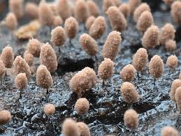 Attēlu rezultāti vaicājumam “Comatricha pulchella”