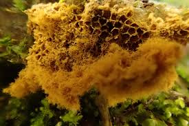 Attēlu rezultāti vaicājumam “Oligonema persimile spores”