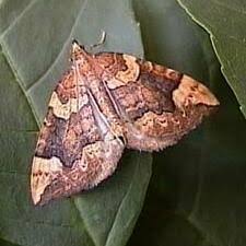 Attēlu rezultāti vaicājumam “Eulithis populata”