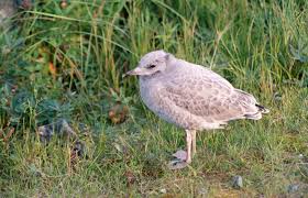 Attēlu rezultāti vaicājumam “Larus canus”