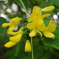 Attēlu rezultāti vaicājumam “Laburnum alpinum flower”