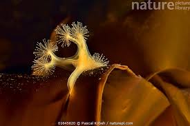 Attēlu rezultāti vaicājumam “Cribraria tenella stalked”