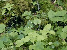 Attēlu rezultāti vaicājumam “Circaea alpina leaf”