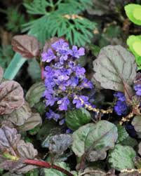 Attēlu rezultāti vaicājumam “Ajuga reptans leaf”